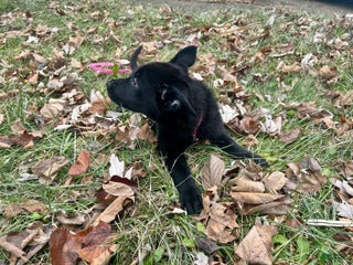 German Shepherd dogs for sale: German Shepherd Puppy Hot Pink/Black - Ad 3