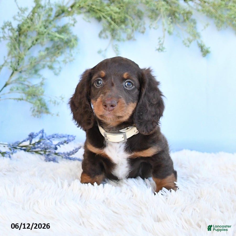 Miniature Dachshund dogs Sarah - Ad 2