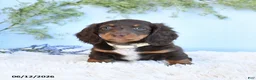 Miniature Dachshund dogs for sale: Sarah - Ad 2