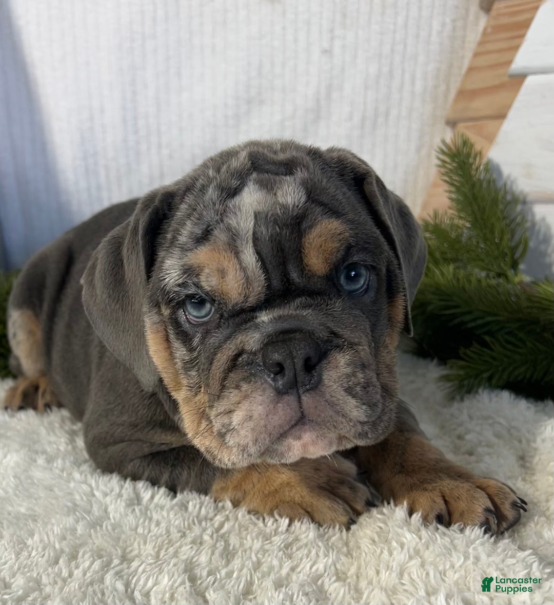 English Bulldog dogs for sale: Leo - Ad 2