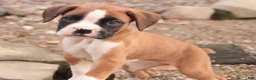 Boxer dogs for sale: Allie - Ad 9