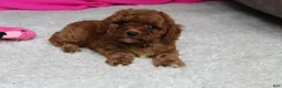 Cavapoochon dogs for sale: Molly - Ad 7