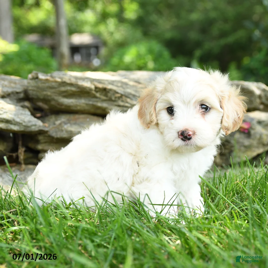 Maltipoo dogs for sale: Sailor - Ad 5