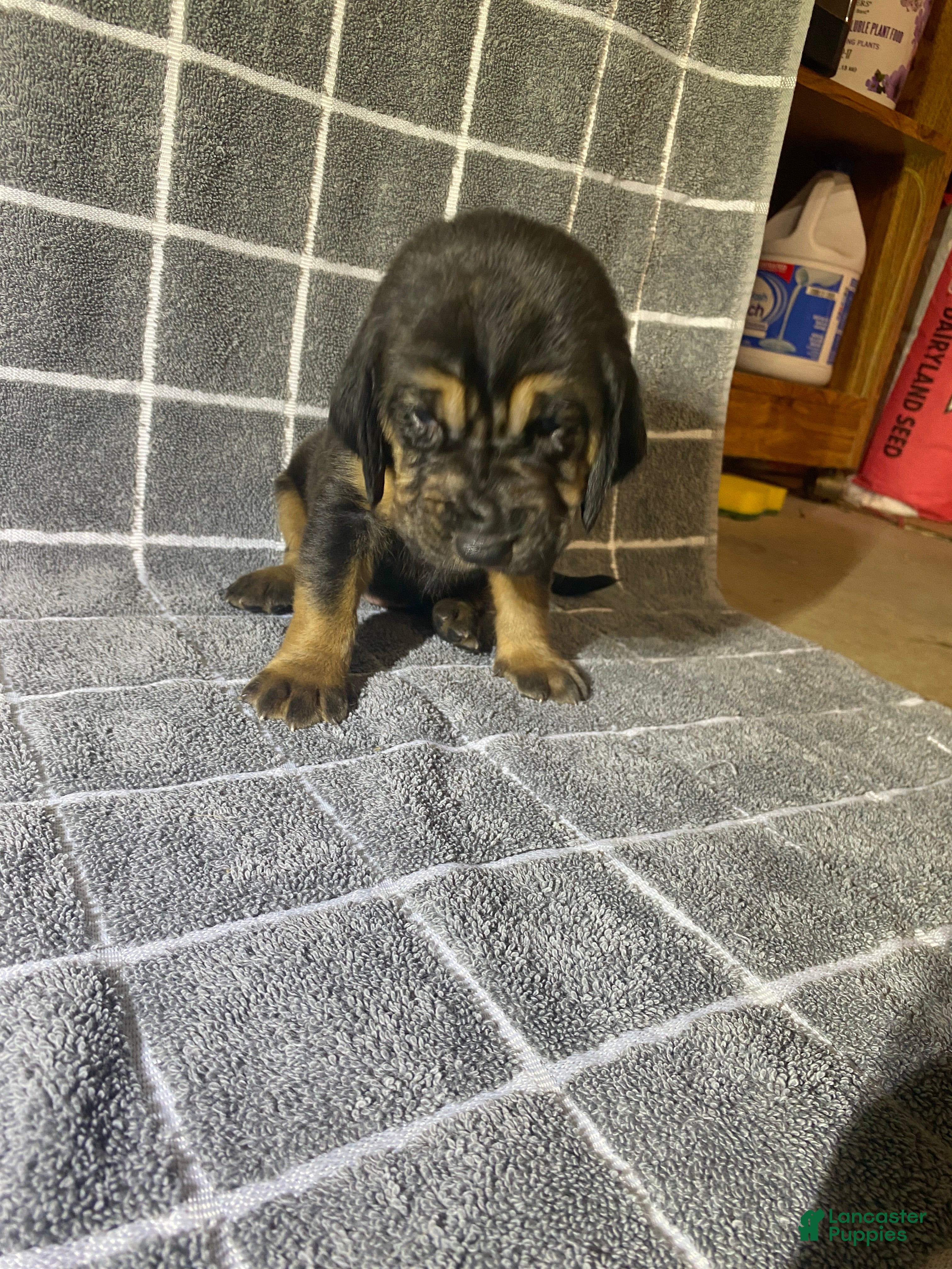 Bloodhound dogs Yellow Collar - Ad 4