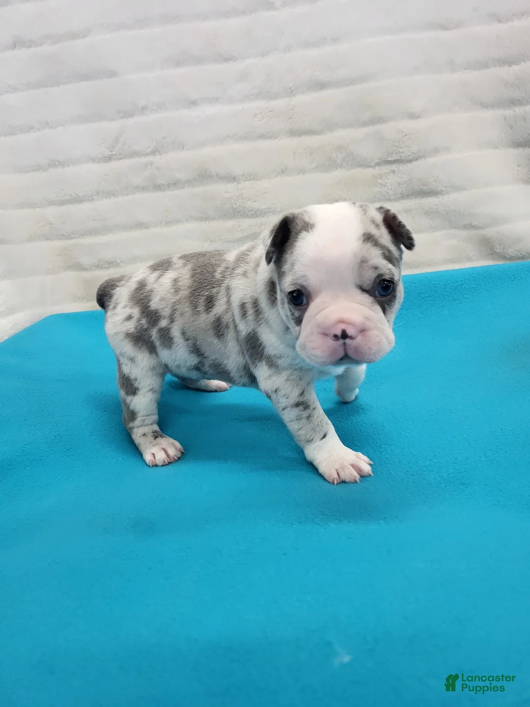 Frenchton dogs for sale: Dante - Ad 1