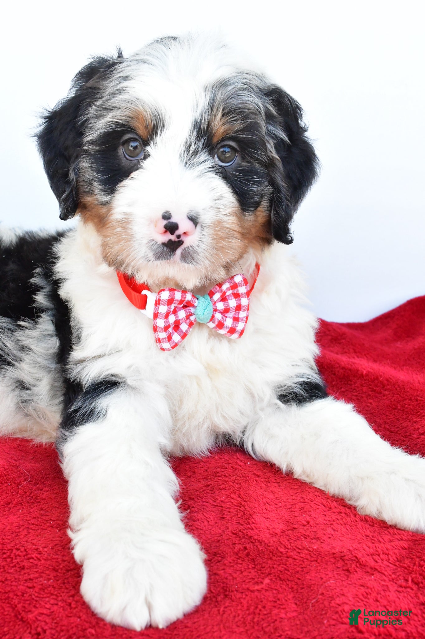 Mini Bernedoodle dogs Liam - Ad 2