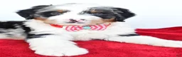 Mini Bernedoodle dogs for sale: Liam - Ad 2