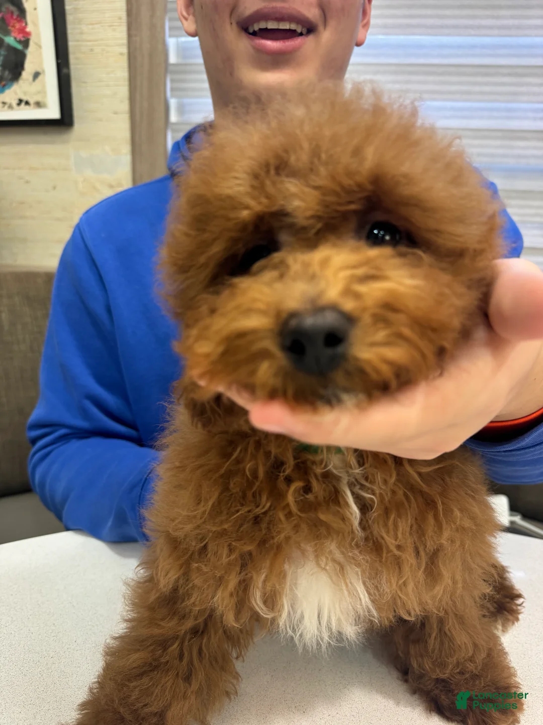 Toy Poodle dogs for sale: Rusty  - Ad 5