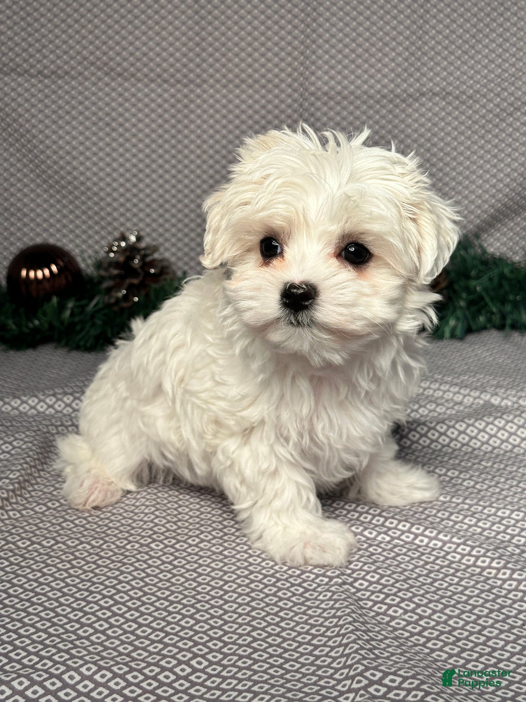 Maltese dogs for sale: Ivy - Ad 2