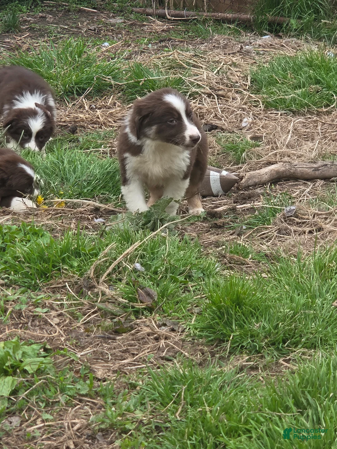 Australian Shepherd dogs for sale: Totem - Ad 2