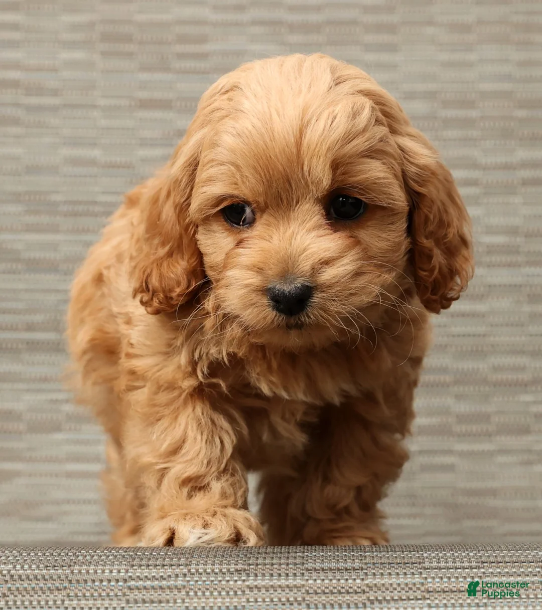 Cockapoo dogs for sale: Hosea - Ad 6