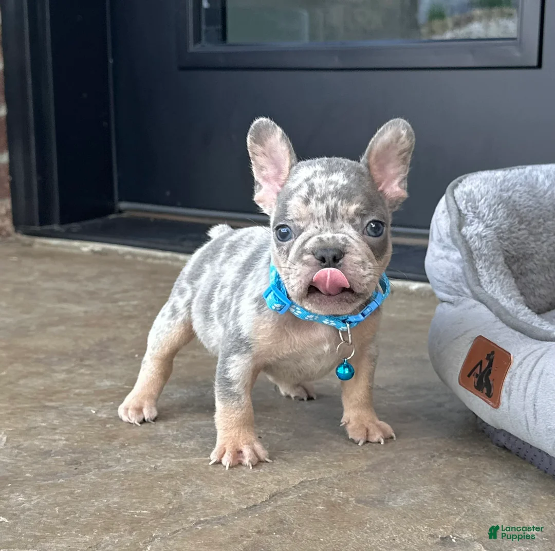 French Bulldog dogs for sale: Theo Video Ad - Ad 2
