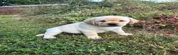 Labrador Retriever dogs for sale: Labrador Retriever 1 - Ad 1