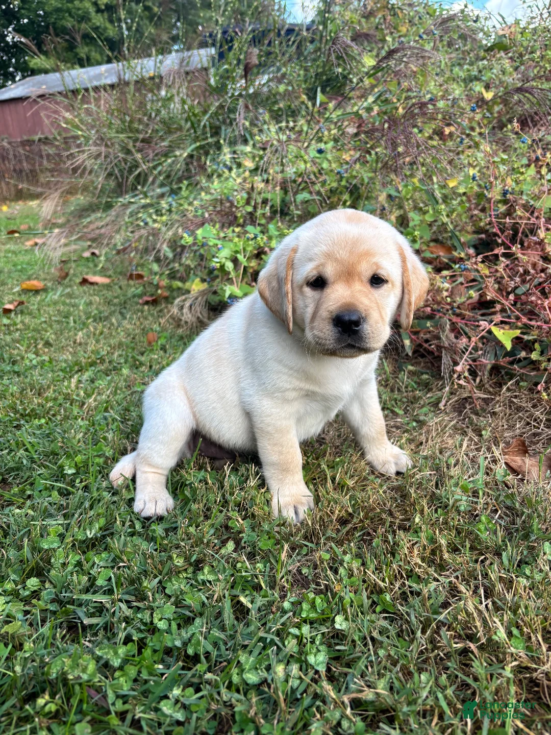 Labrador Retriever dogs for sale: Labrador Retriever 1 - Ad 1