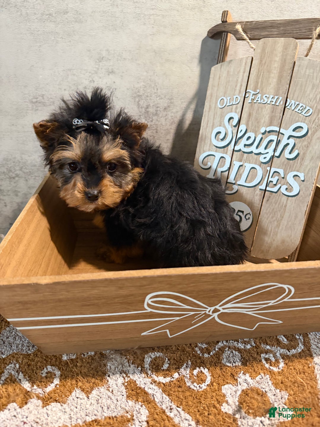 Yorkshire Terrier dogs for sale: Billy Rae - Ad 2