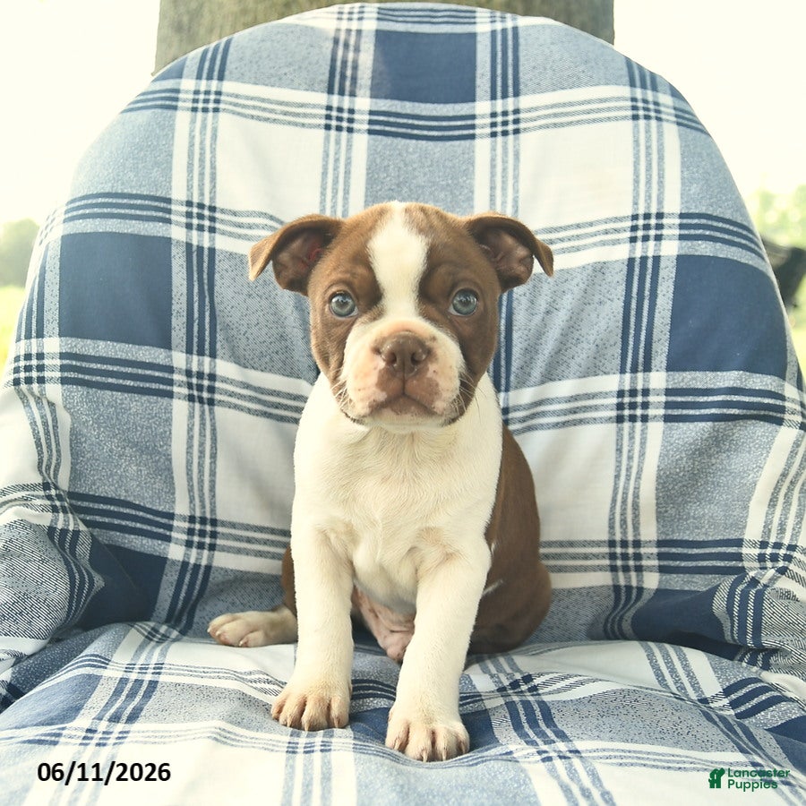 Boston Terrier dogs Felix  - Ad 2