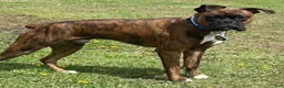 Boxer dogs for sale: Blue - Ad 10