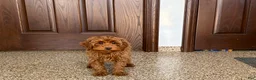 Cavapoo dogs for sale: Cavapoo F1b male Puppy 3 - Ad 2