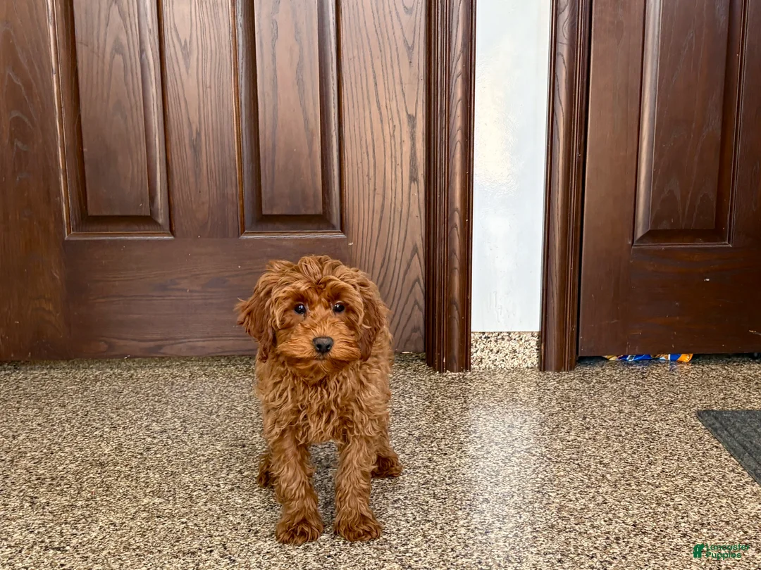 Cavapoo dogs for sale: Cavapoo F1b male Puppy 3 - Ad 2