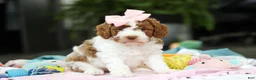 Goldendoodle dogs for sale: Blaire - Ad 4