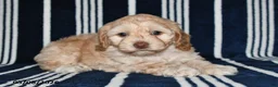 Cockapoo dogs for sale: Honey - Ad 4