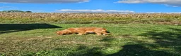 Golden Retriever dogs for sale: Lucy - Ad 10