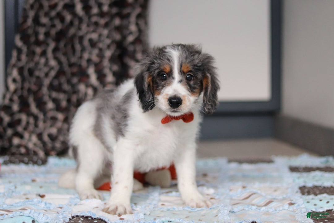 Mini Bernedoodle dogs for sale: Denver — Male — $1999 - Ad 3