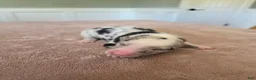 Border Collie dogs for sale: Gus - Ad 5