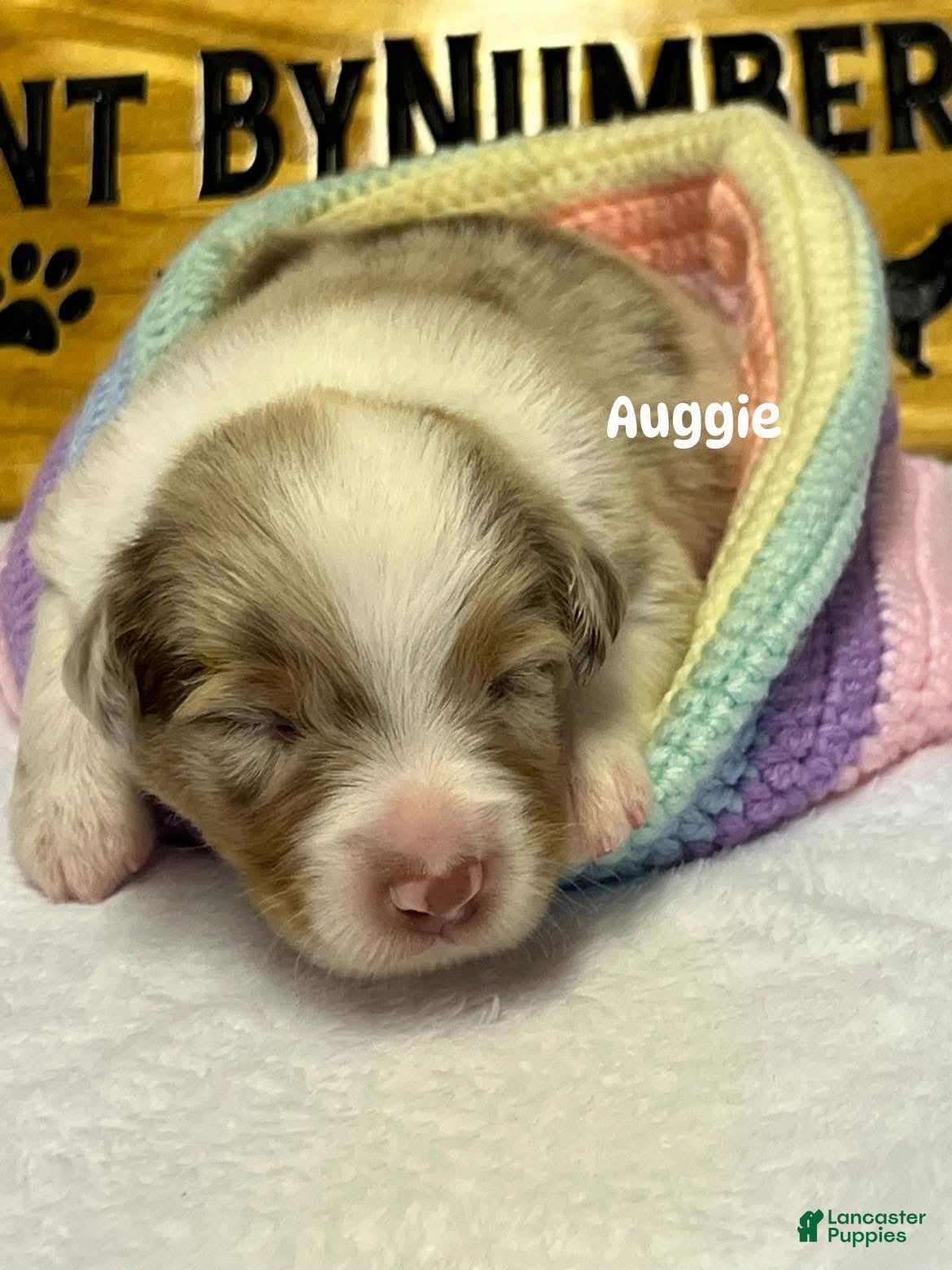 Australian Shepherd dogs Auggie - Ad 16