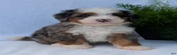 Mini Bernedoodle dogs for sale: Mini Louie  - Ad 28
