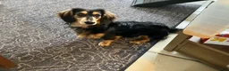 Dachshund dogs for sale: Mikey - Ad 3