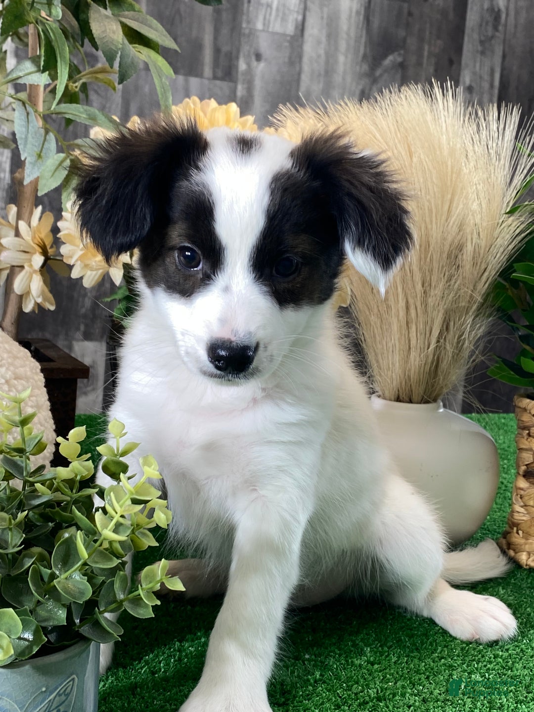 Papillon dogs for sale: Riley  - Ad 1