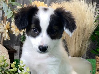 Papillon dogs Riley - Ad 35