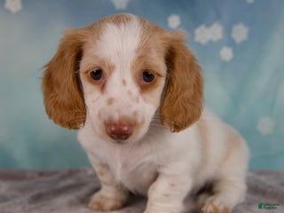 Miniature Dachshund dogs - Ad 4