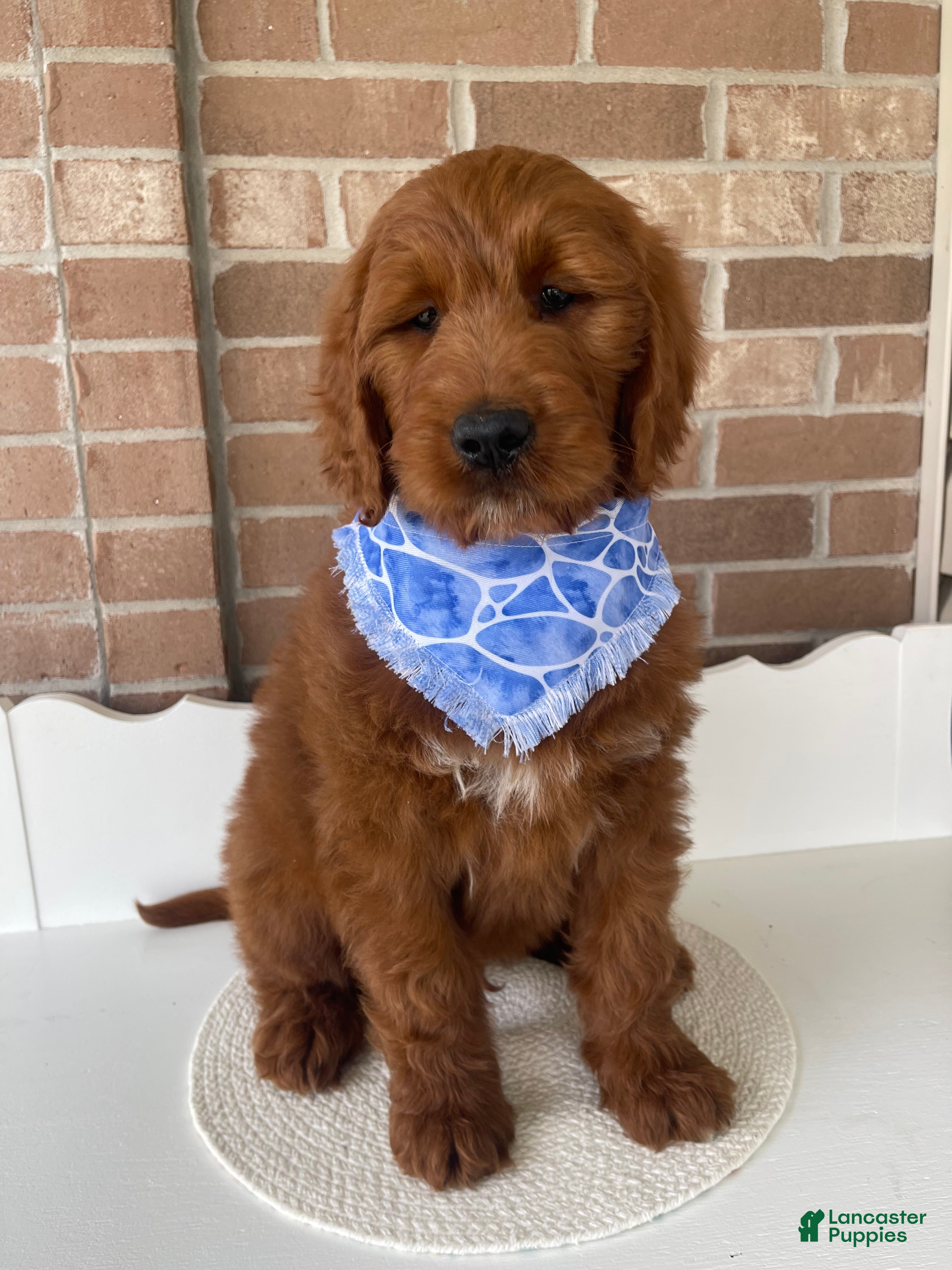 Goldendoodle dogs Kash - Ad 1