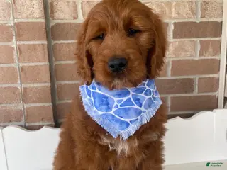 Goldendoodle dogs for sale: Kash💙RESERVED 🐾 - Ad 3