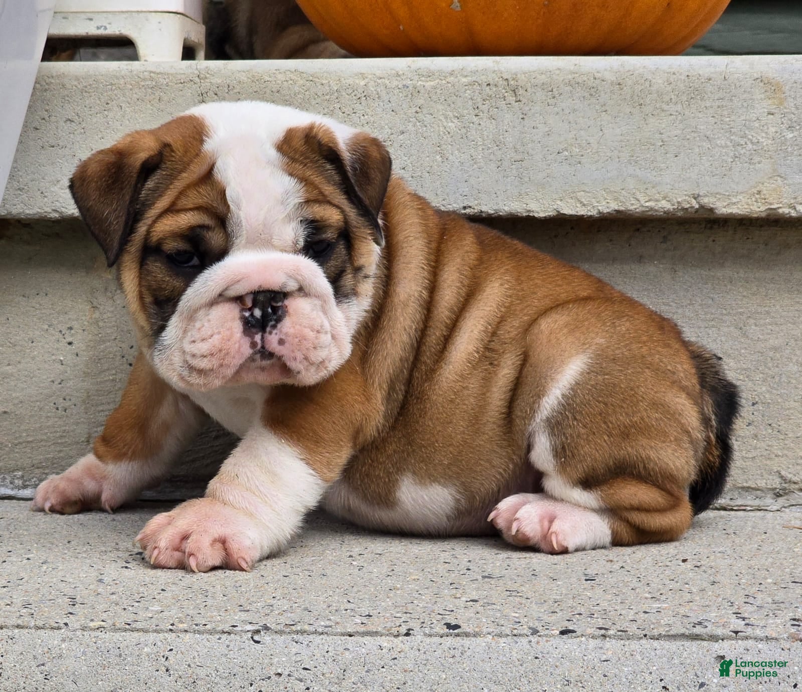 English Bulldog dogs Monroe - Ad 1