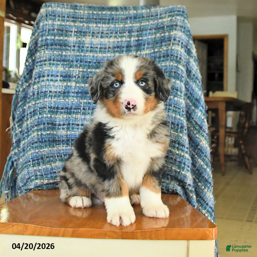 Mixed Breed dogs Bear - Ad 2