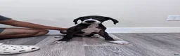 Great Dane dogs for sale: Great Dane 4 (Chip)  - Ad 2