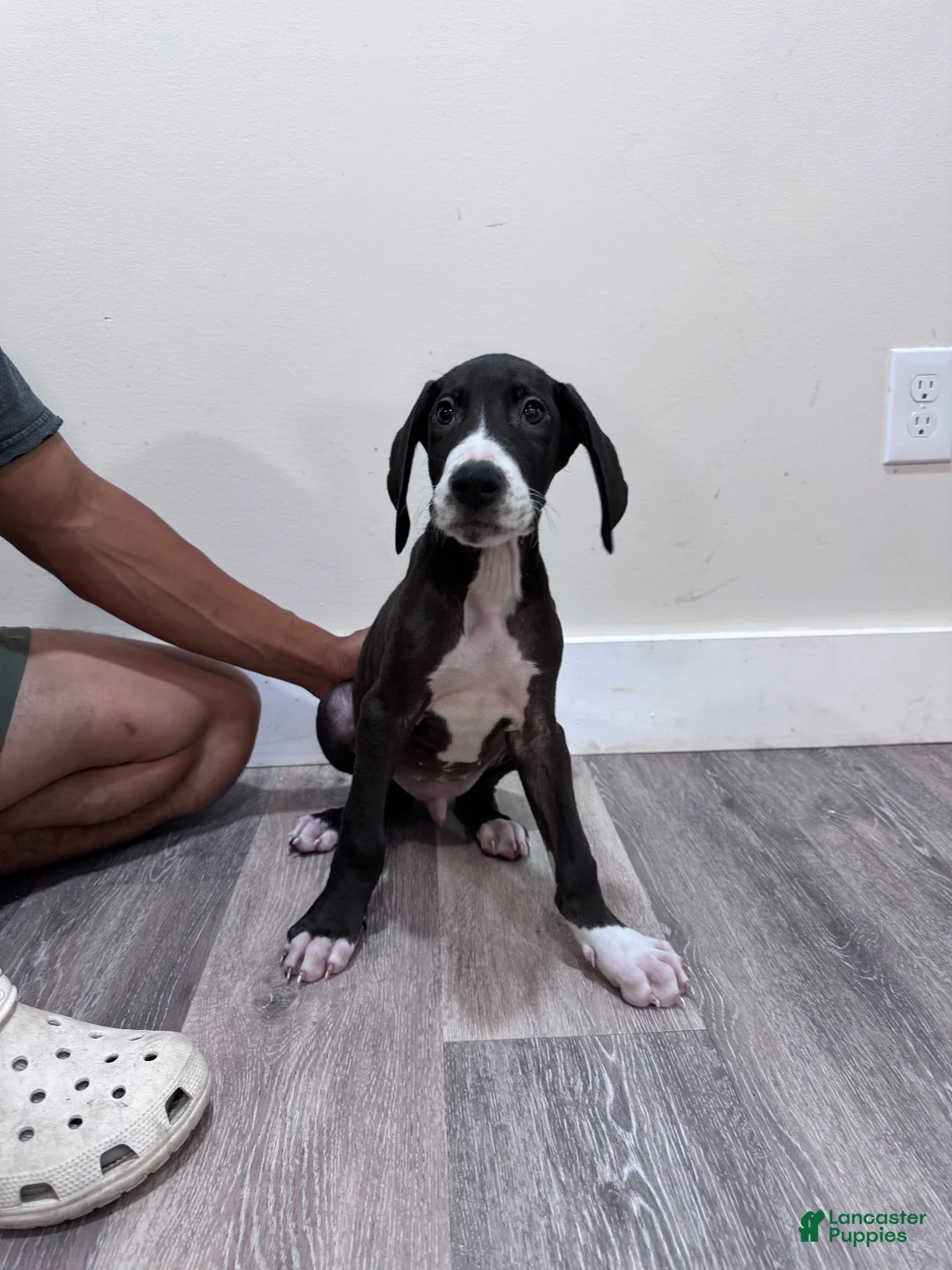 Great Dane dogs for sale: Great Dane 4 (Chip)  - Ad 2