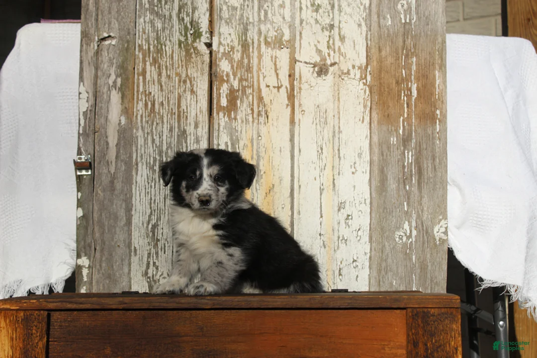 Australian Cattle Dog dogs for sale: Sam - Ad 5