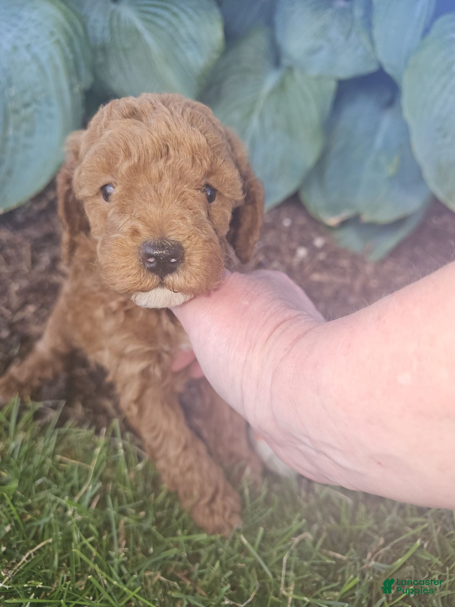 Toy Poodle dogs 🐶🐾Oliver- AKC POTTY and Crate TRAINING 917-656-3567 (text) - Ad 2