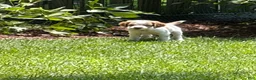 Brittany Spaniel dogs for sale: Brittany Spaniel 3 - Ad 1