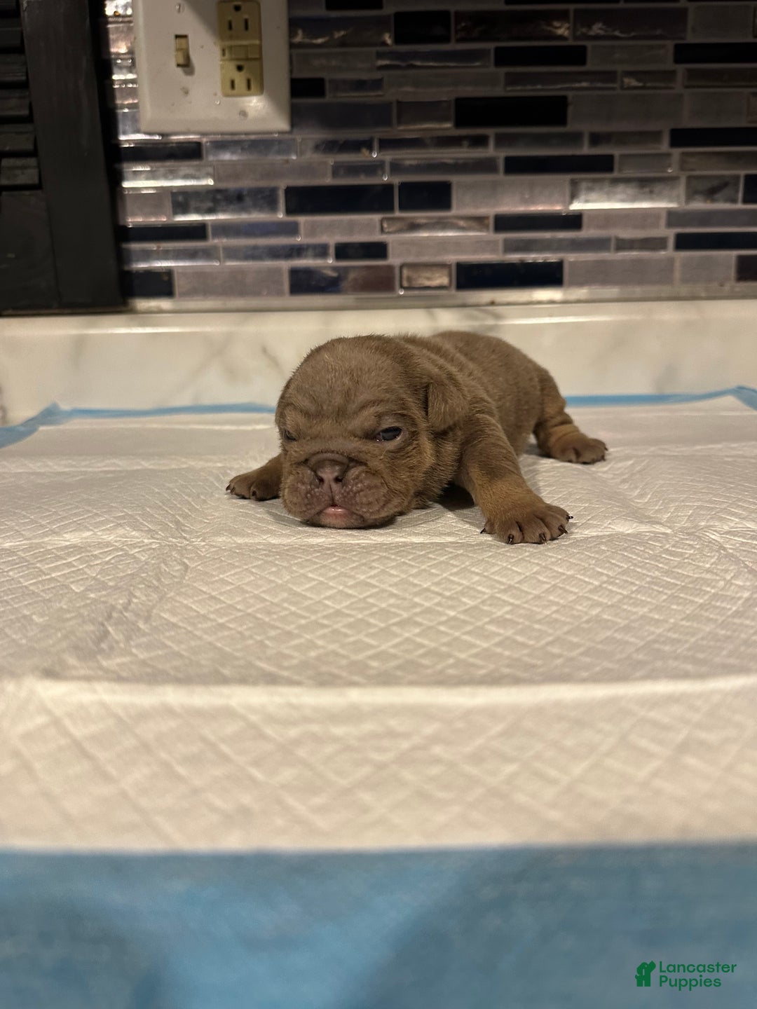 English Bulldog dogs for sale: Lilac Female  - Ad 2