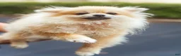 Pomeranian dogs for sale: Bella Liz - Ad 1