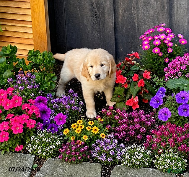 Golden Retriever dogs Kacey - Ad 1