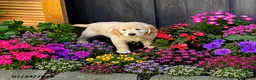 Golden Retriever dogs for sale: Kacey - Ad 1
