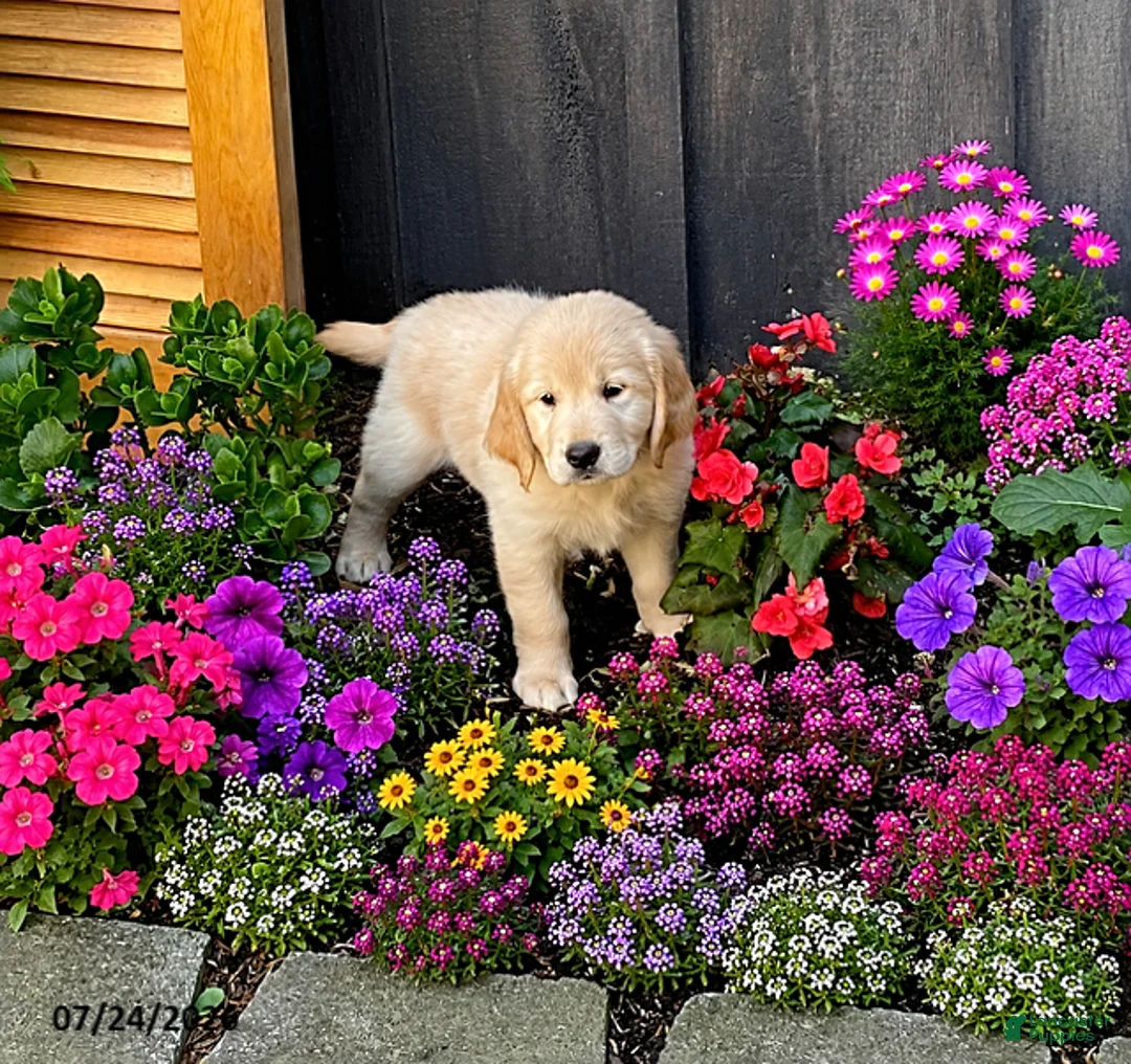 Golden Retriever dogs for sale: Kacey - Ad 1