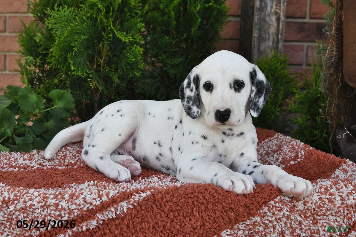 Dalmatian dogs Ike - Ad 2