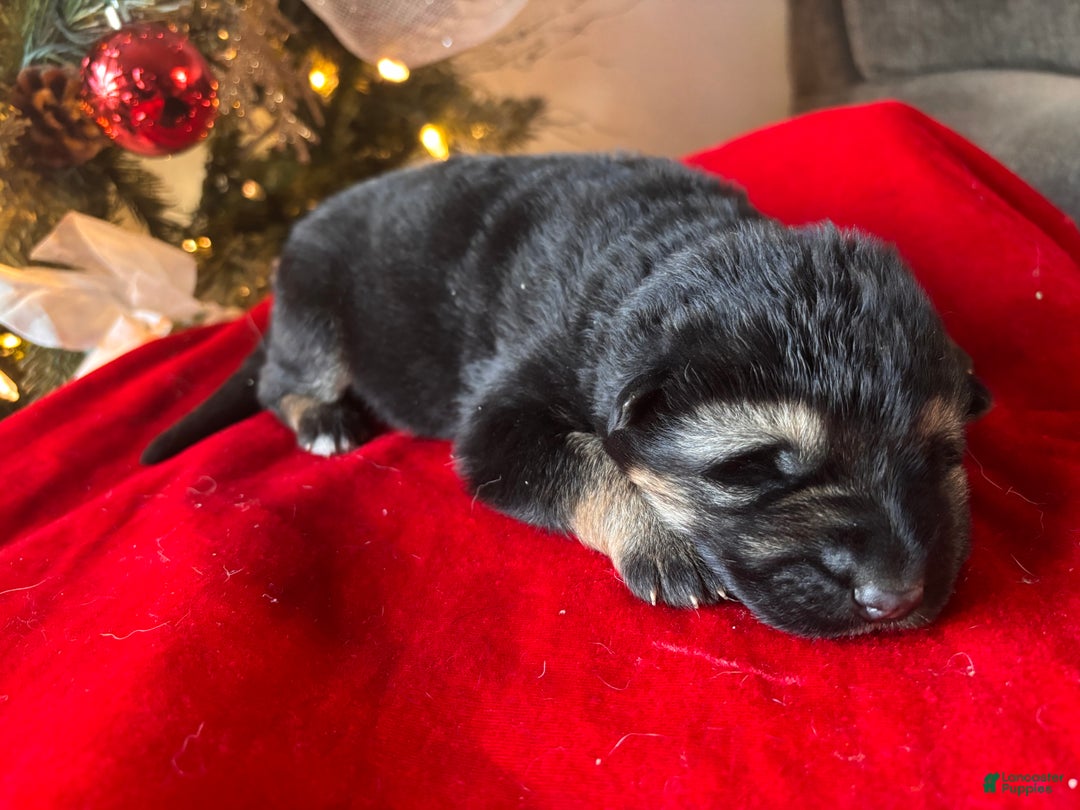 German Shepherd dogs for sale: Liv - Ad 2